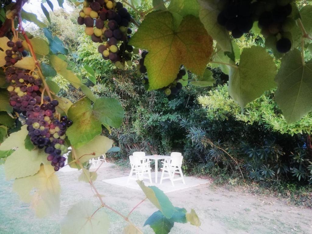 אולימפיאדה Mirini • Ancient Stagira Apts • Chalkidiki מראה חיצוני תמונה
